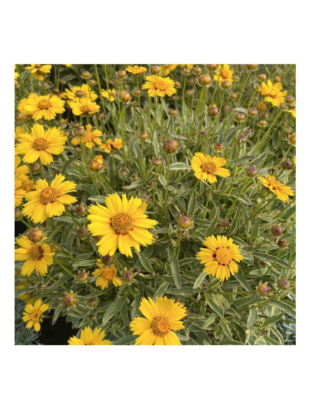 G716 Coreopsis Grandiflora Tequila Sunrise 9 5aa18290 0d75 4ddf 9b58 Edd2c4f702fc from www redcrocus com
