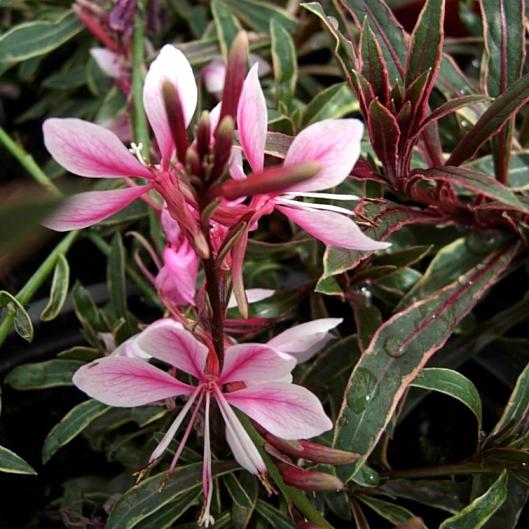 G719 Gaura Lindheimeri Passionate Rainbow 10 22c637b6 Fdcb 43c5 809d 579d3d22c764 from www redcrocus com