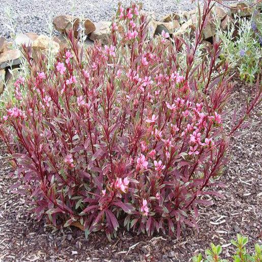 G719 Gaura Lindheimeri Passionate Rainbow 11 31259373 F56b 4787 Be73 914c0831c079 from www redcrocus com