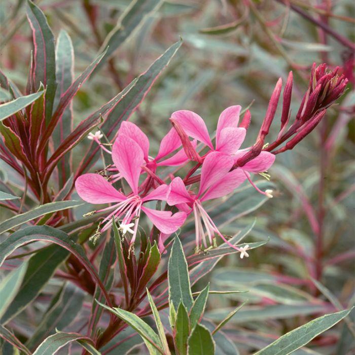G719 Gaura Lindheimeri Passionate Rainbow 12 E713dc5e Dc32 42e4 919d 7d9582543ef7 from www redcrocus com