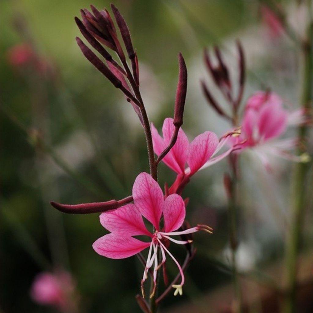 G719 Gaura Lindheimeri Passionate Rainbow 13 544d9560 3d4a 464b A4cb 86cf56112d52 from www redcrocus com