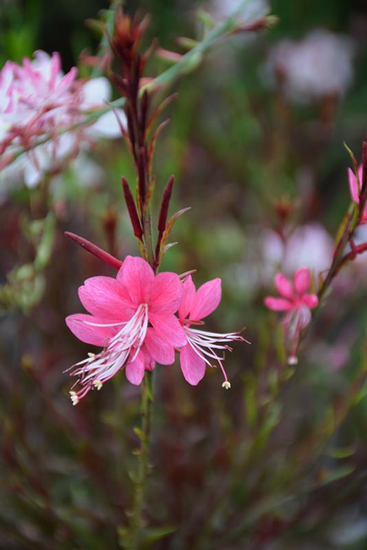 G719 Gaura Lindheimeri Passionate Rainbow 14 C4ab6291 F3ed 4d08 82fc Bb5b3650de90 from www redcrocus com