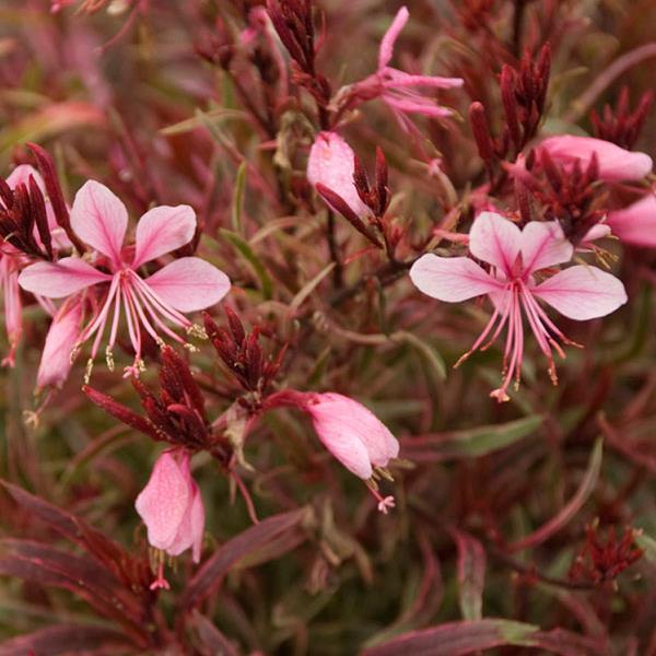 G719 Gaura Lindheimeri Passionate Rainbow 15 187ea347 C778 4031 96c6 58fb998ff2bc from www redcrocus com