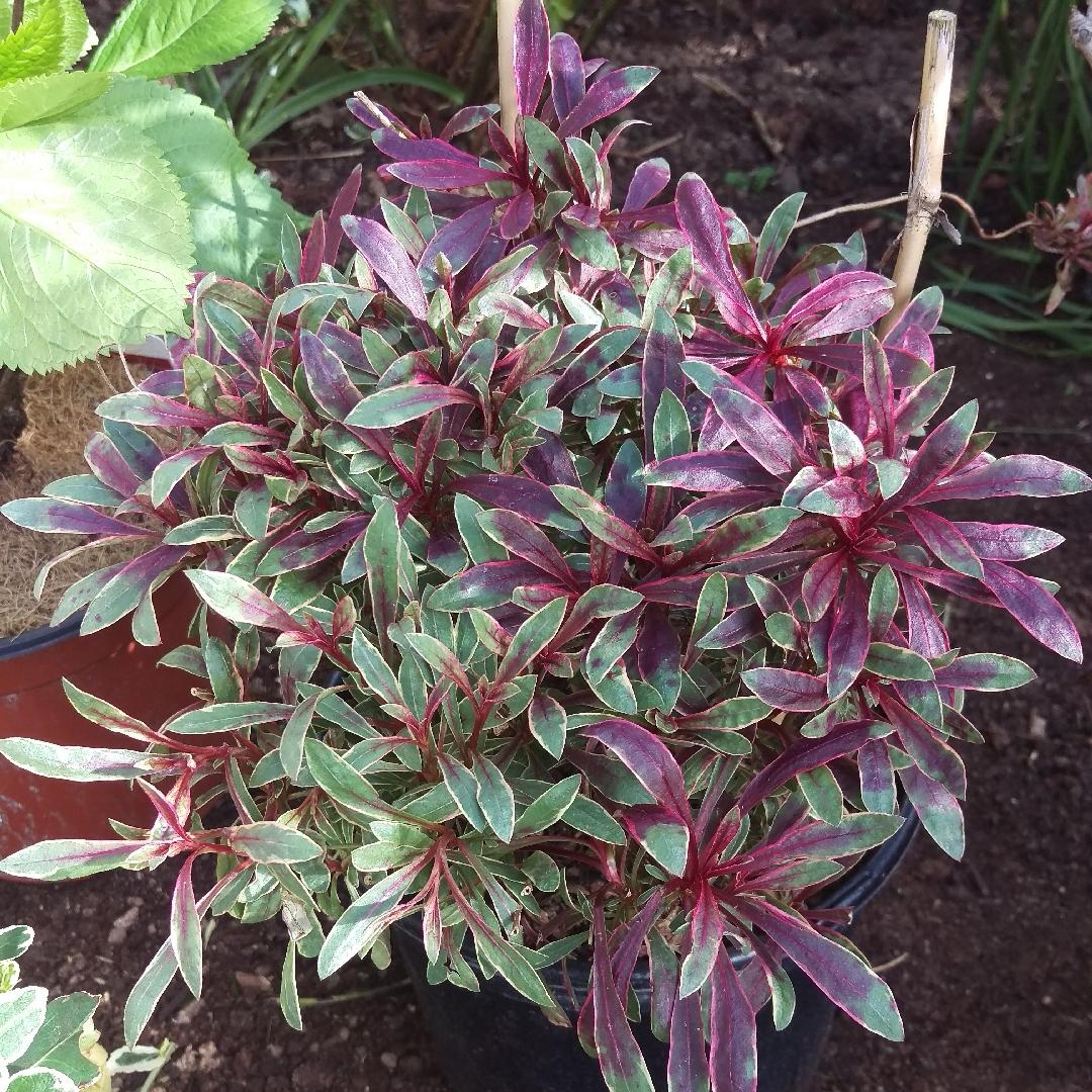 G719 Gaura Lindheimeri Passionate Rainbow 1 B312755d D262 44ed A7ed 4f3a66c1c8f7 from www redcrocus com