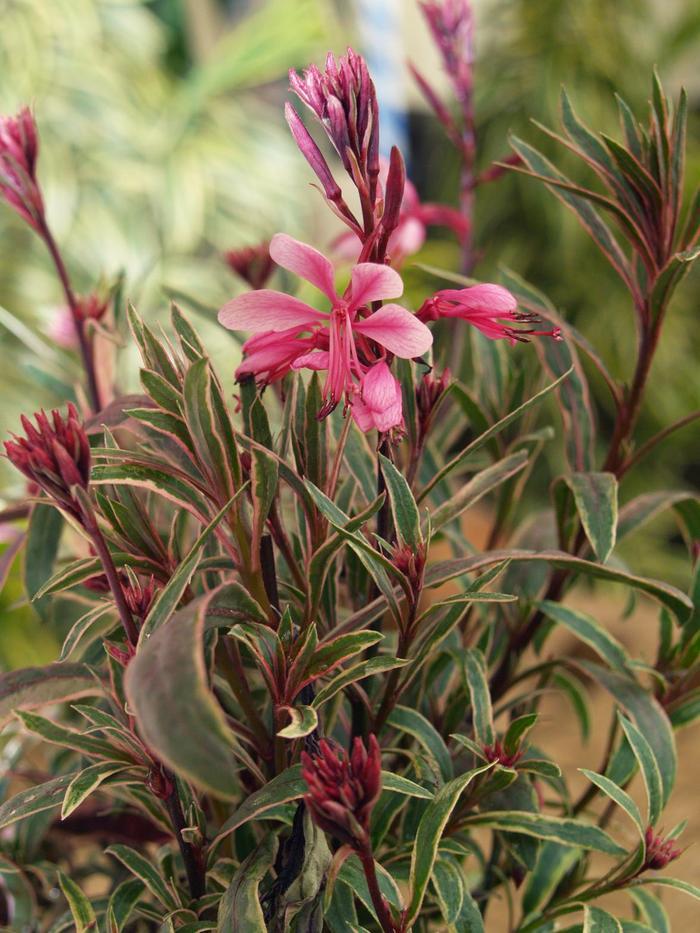 G719 Gaura Lindheimeri Passionate Rainbow 2 E05e86e6 2adb 4c4b A76b 18368bc4f422 from www redcrocus com