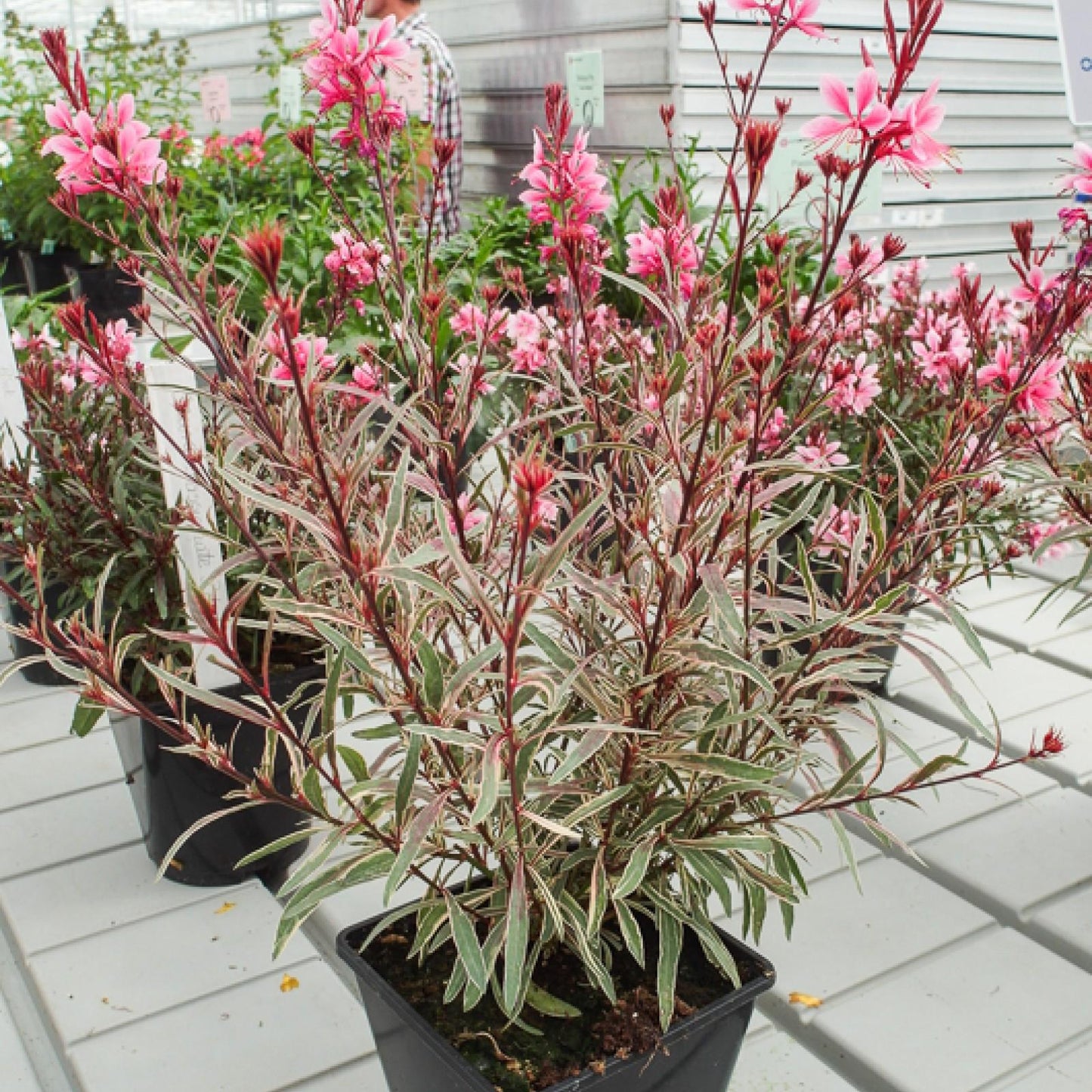 G719 Gaura Lindheimeri Passionate Rainbow 3 6a55d79f 5c81 44eb 9173 B1c711ababc6 from www redcrocus com