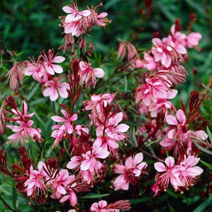 G719 Gaura Lindheimeri Passionate Rainbow 4 00941b17 7dfa 494c A548 9871068db330 from www redcrocus com