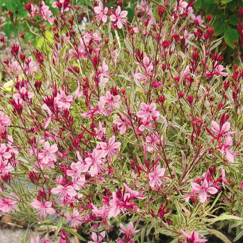 G719 Gaura Lindheimeri Passionate Rainbow 5 D49ebd45 D2c5 488f B44d Eae945635eb4 from www redcrocus com