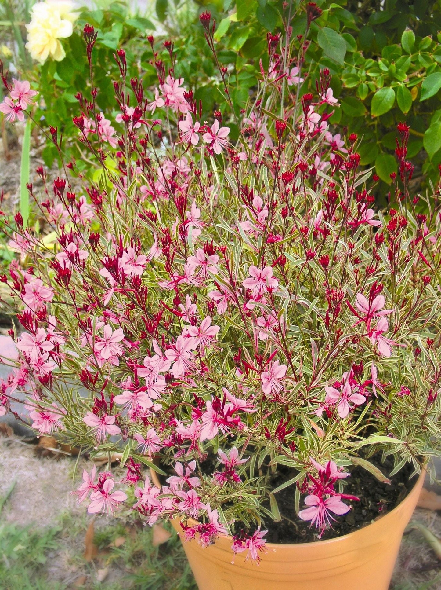 G719 Gaura Lindheimeri Passionate Rainbow 6 5cf6576d 6fa5 4108 Bc9a D96c46a5fe0e from www redcrocus com