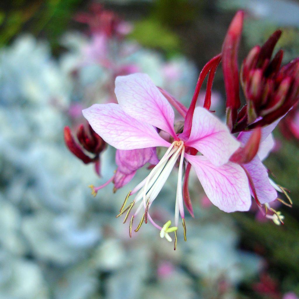 G719 Gaura Lindheimeri Passionate Rainbow 7 2b9dba81 8e9d 4708 B6f7 39313a04f8b4 from www redcrocus com