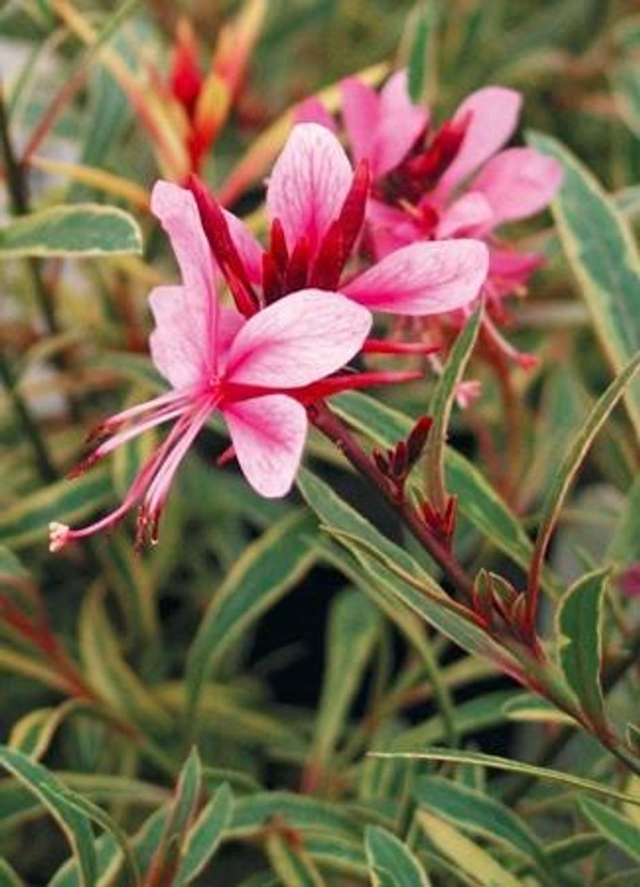 G719 Gaura Lindheimeri Passionate Rainbow 8 13b88938 36d6 4ef0 98b3 2cb0cde6f6dc from www redcrocus com