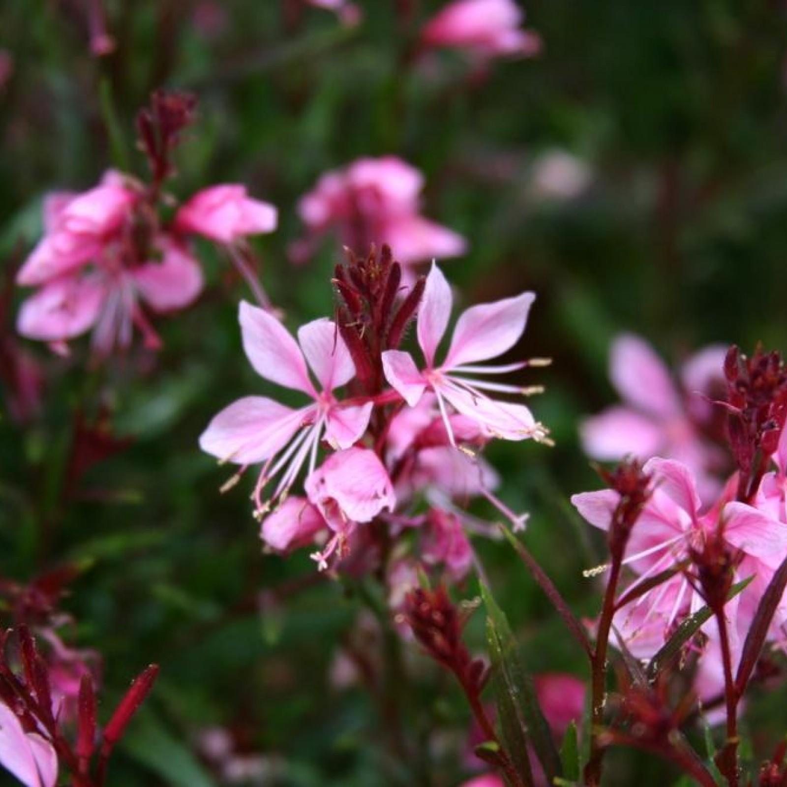 G719 Gaura Lindheimeri Passionate Rainbow 9 F0002059 1a9e 4ceb 923e E810381d19f8 from www redcrocus com