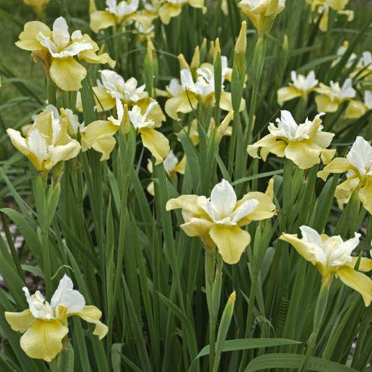 G749 Iris Siberica 'butter And Sugar' - View 1 from www redcrocus com