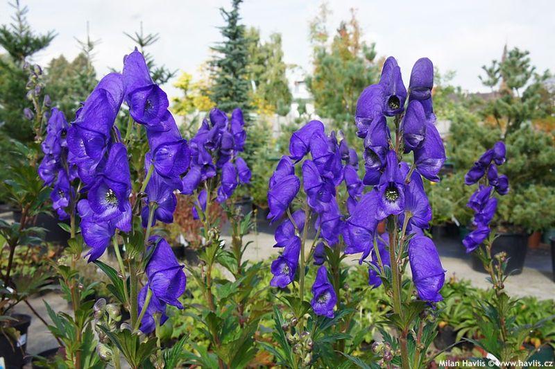 G801 Aconitum Carmichaelii Arendsii 10 C3c517f4 6c13 4c69 Af45 F19b3e3d64cc from www redcrocus com