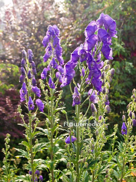 G801 Aconitum Carmichaelii Arendsii 11 Ce818925 51e4 4060 A960 682599673edf from www redcrocus com