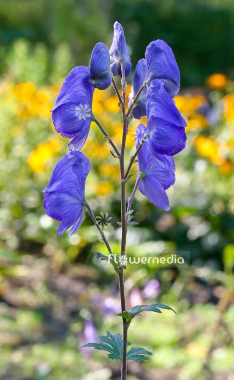 G801 Aconitum Carmichaelii Arendsii 12 8d0b05eb 6854 4609 8c85 Dc64a97dbf83 from www redcrocus com