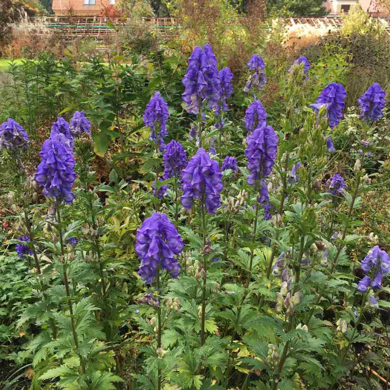 G801 Aconitum Carmichaelii Arendsii 13 F1f9bde7 Aff2 461a 9bc9 B88c88b75d91 from www redcrocus com