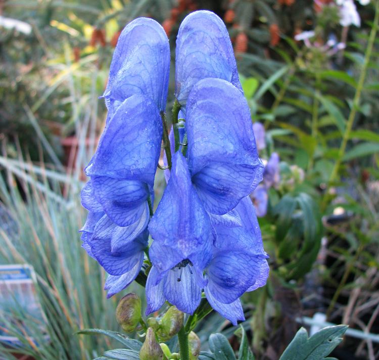 G801 Aconitum Carmichaelii Arendsii 15 88bcda81 Ad65 476f A6e3 82d8ad501231 from www redcrocus com