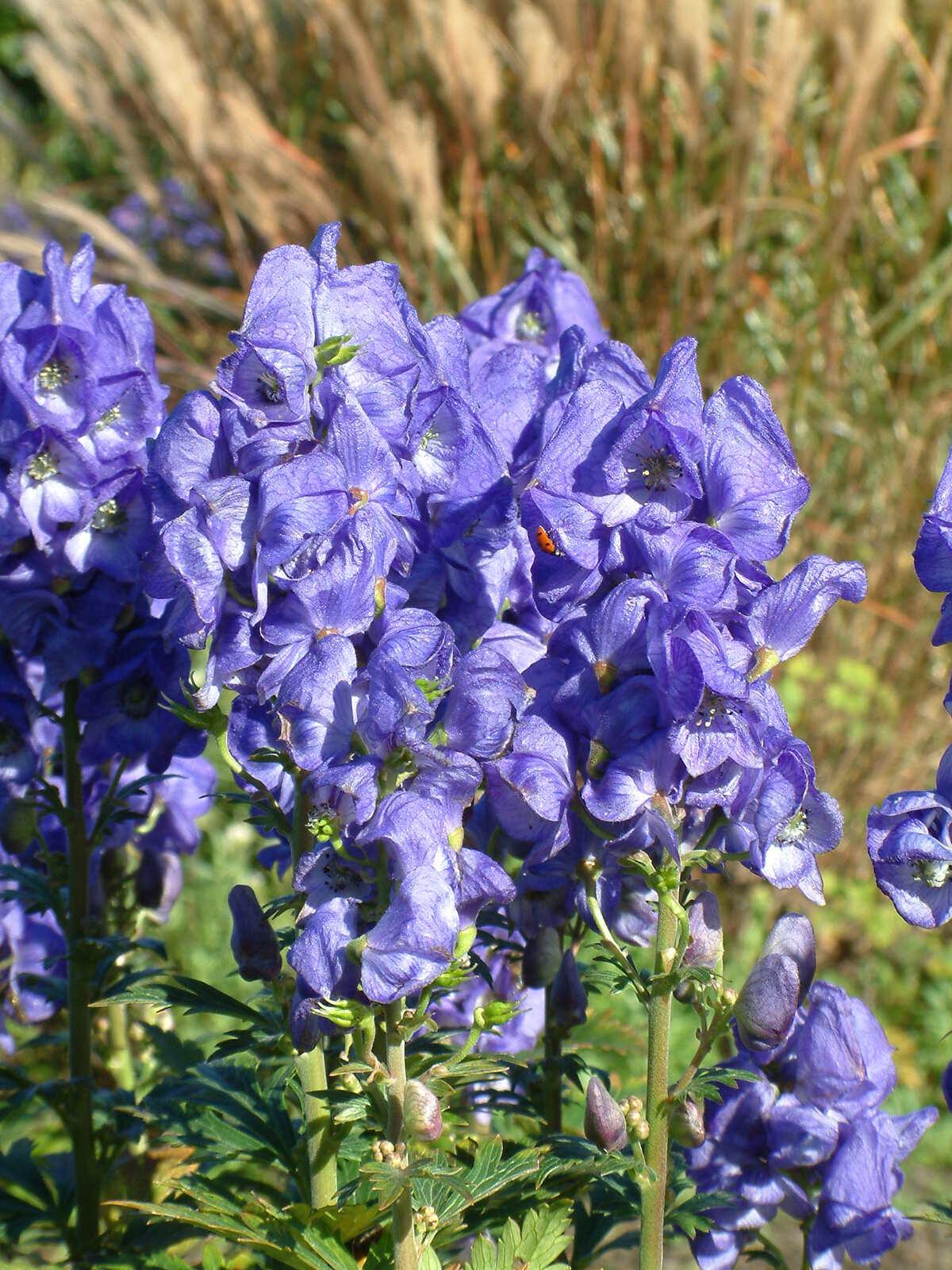 G801 Aconitum Carmichaelii Arendsii 16 C4e1770e 8f30 44a5 Bd6d 491e2576e052 from www redcrocus com