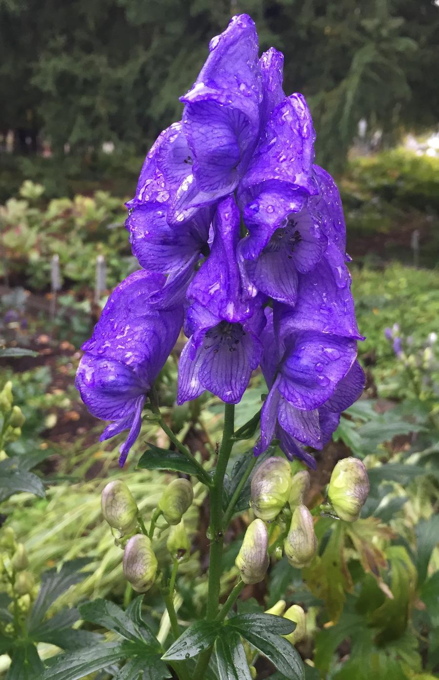G801 Aconitum Carmichaelii Arendsii 17 5adddf42 E6ed 449d 96d0 435f3c1e9d58 from www redcrocus com