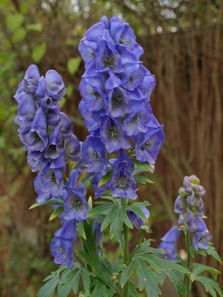 G801 Aconitum Carmichaelii Arendsii 18 Fc462024 F25e 459c B97d 521288e17e1f from www redcrocus com
