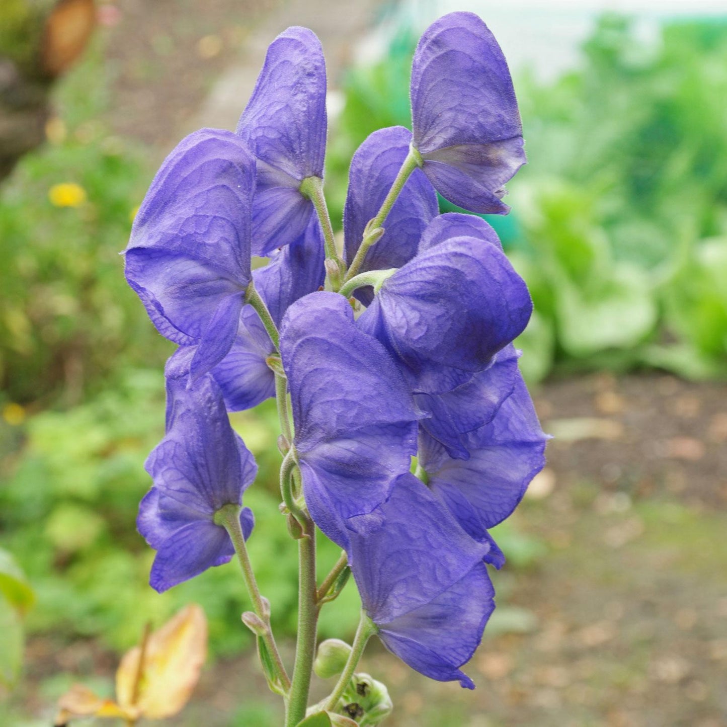 G801 Aconitum Carmichaelii Arendsii 1 1f49525b 3a3c 4eea 9b9b 672dfc2a2062 from www redcrocus com
