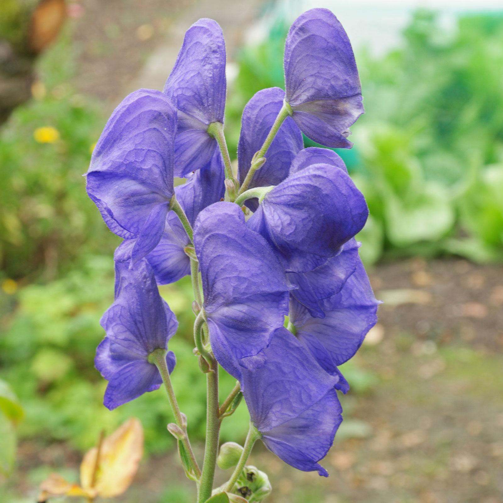 G801 Aconitum Carmichaelii Arendsii 1 1f49525b 3a3c 4eea 9b9b 672dfc2a2062 from www redcrocus com