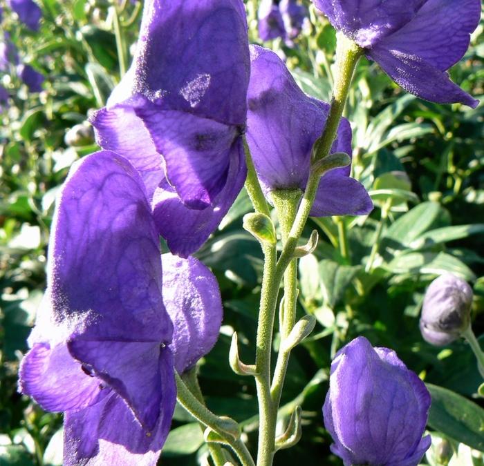 G801 Aconitum Carmichaelii Arendsii 20 274df2cf Bd71 4923 8eec Da85b41b058d from www redcrocus com