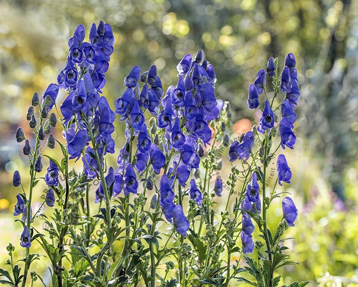 G801 Aconitum Carmichaelii Arendsii 2 Bddead61 066c 4a0c A8dc E86d6e5b1381 from www redcrocus com