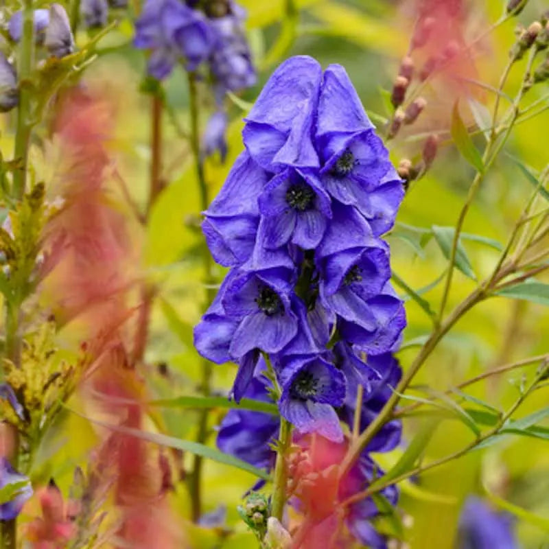 G801 Aconitum Carmichaelii Arendsii 6 306e236f C193 48bc B351 Bec2f9e216a2 from www redcrocus com