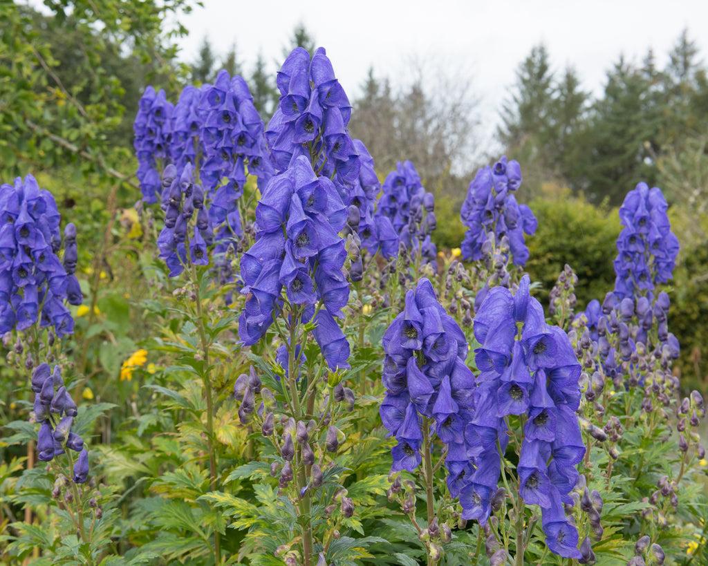 G801 Aconitum Carmichaelii Arendsii 7 D05139cf 751a 4e96 Afec Defd267eab15 from www redcrocus com
