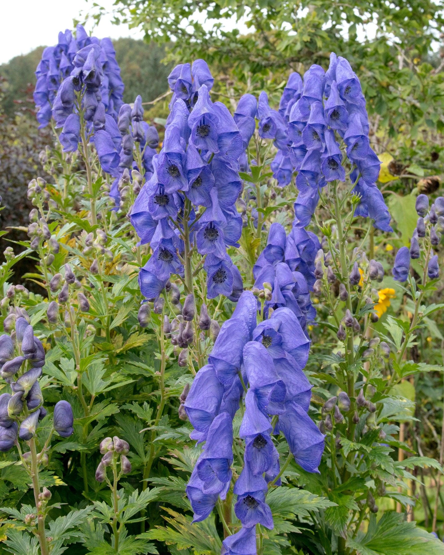G801 Aconitum Carmichaelii Arendsii 9 B5c10e9b E8ef 48e4 8905 005cabbd01ef from www redcrocus com