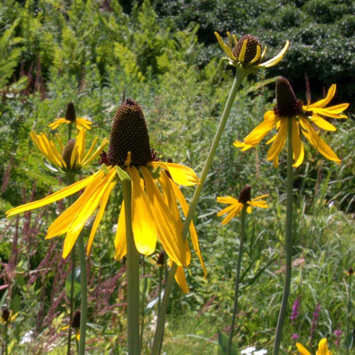 G827 Rudbeckia Maxima 10 C8251158 1c61 4124 9679 649448f4531d from www redcrocus com