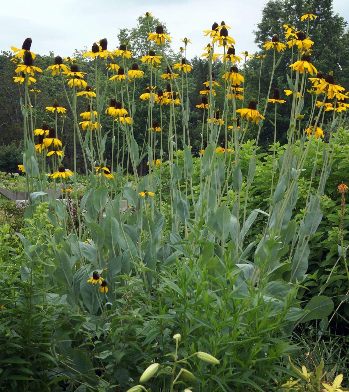 G827 Rudbeckia Maxima 13 E6905045 Daa0 4d14 8512 62a0ac3f4af4 from www redcrocus com