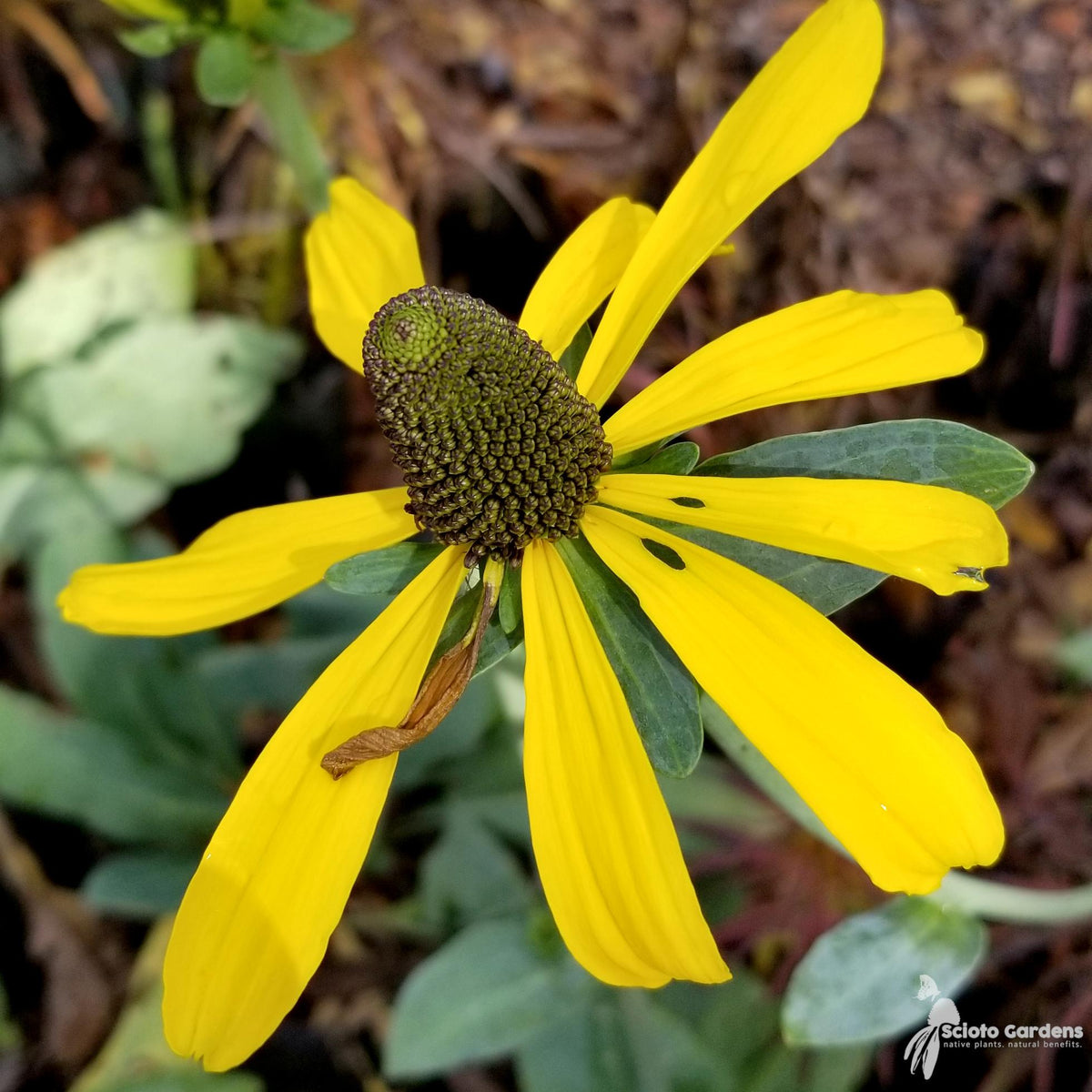 G827 Rudbeckia Maxima - View 15 from www redcrocus com