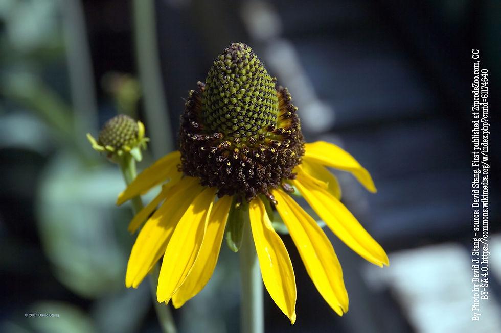G827 Rudbeckia Maxima - View 17 from www redcrocus com