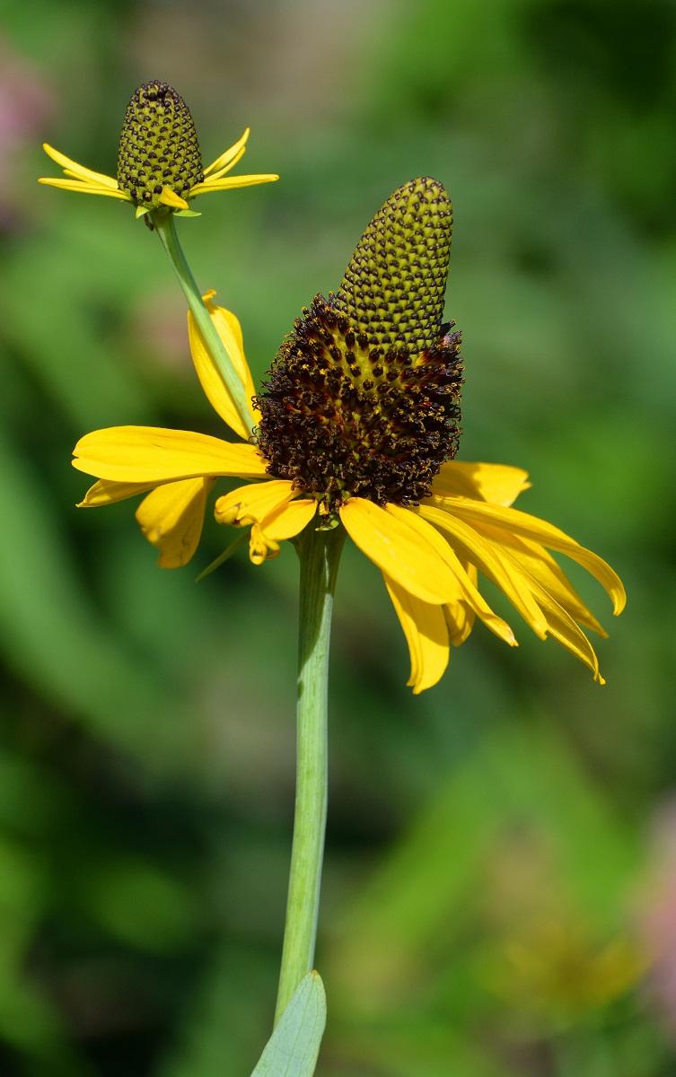 G827 Rudbeckia Maxima - View 18 from www redcrocus com