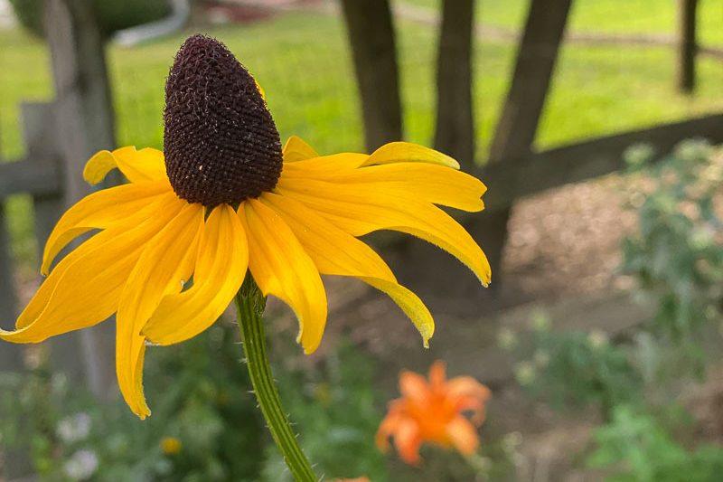 G827 Rudbeckia Maxima - View 19 from www redcrocus com