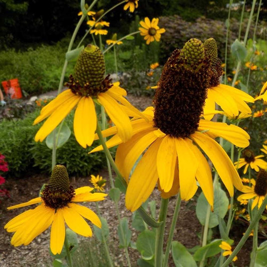 G827 Rudbeckia Maxima 1 974fcb0c 9183 4f4c A98d 4a50e87a9461 from www redcrocus com