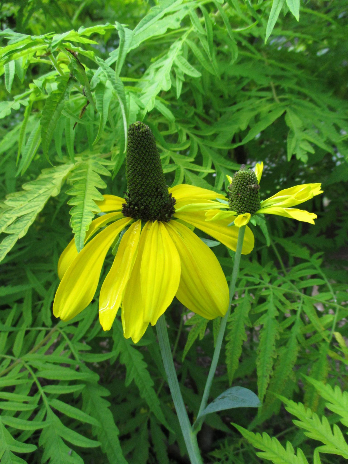 G827 Rudbeckia Maxima - View 20 from www redcrocus com
