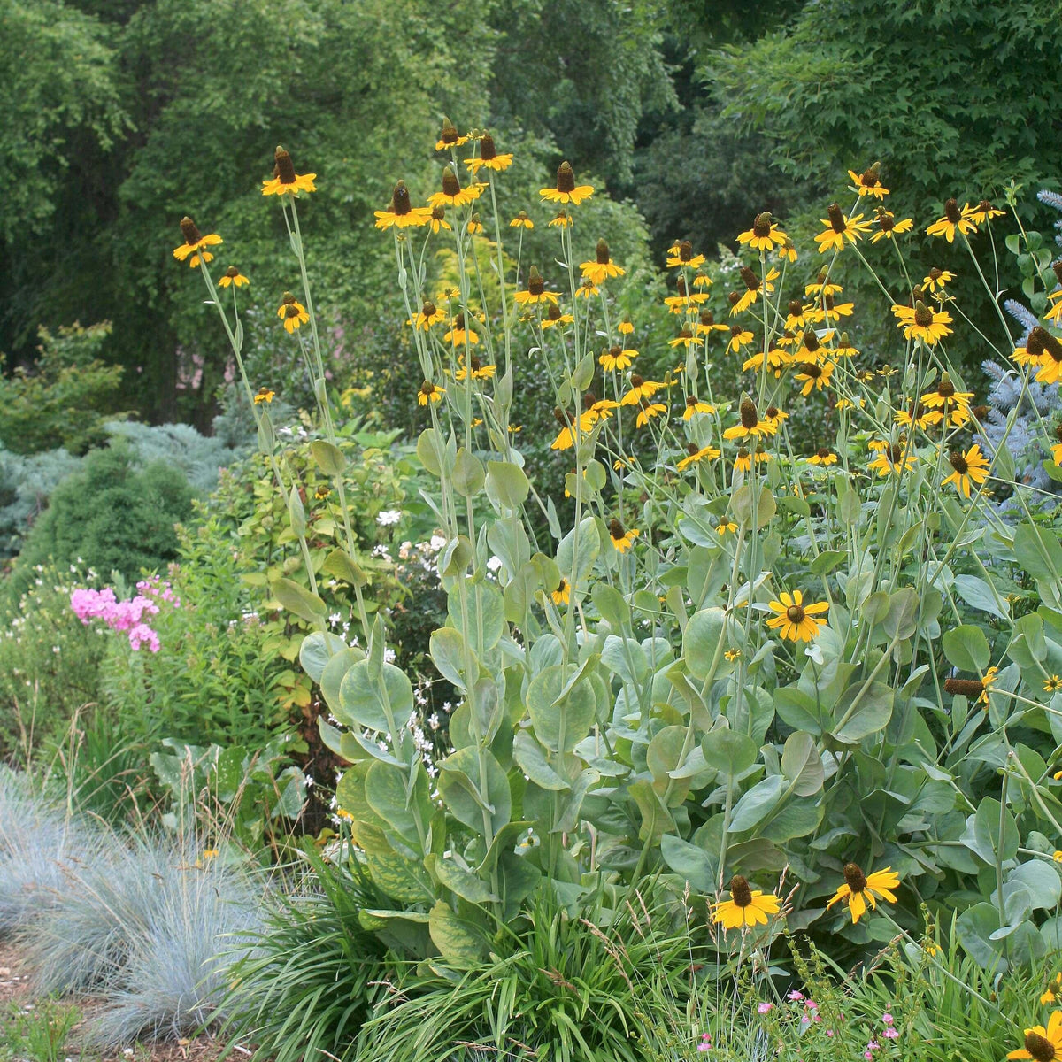 G827 Rudbeckia Maxima 2 231bac38 62a5 491e 9676 715341f8ac29 from www redcrocus com