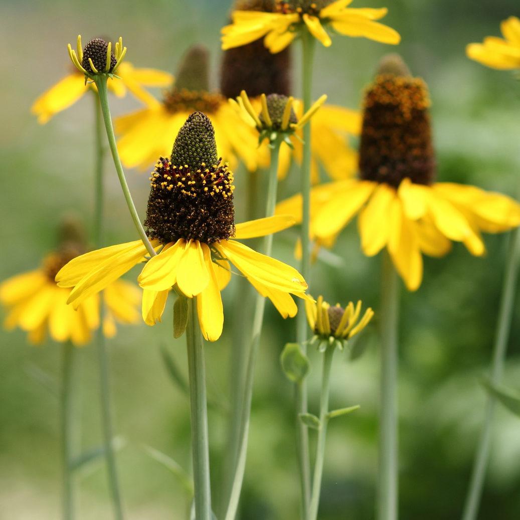 G827 Rudbeckia Maxima 3 12b8c24f 4059 46ba B90d A9b28f085d00 from www redcrocus com