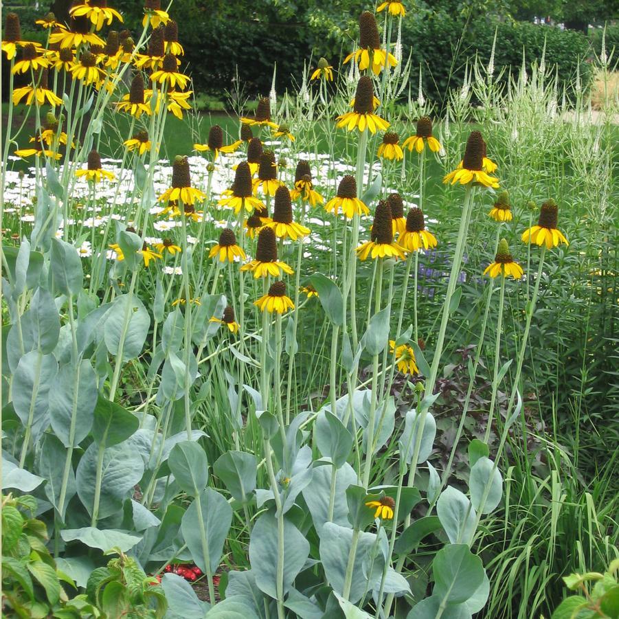 G827 Rudbeckia Maxima - View 4 from www redcrocus com