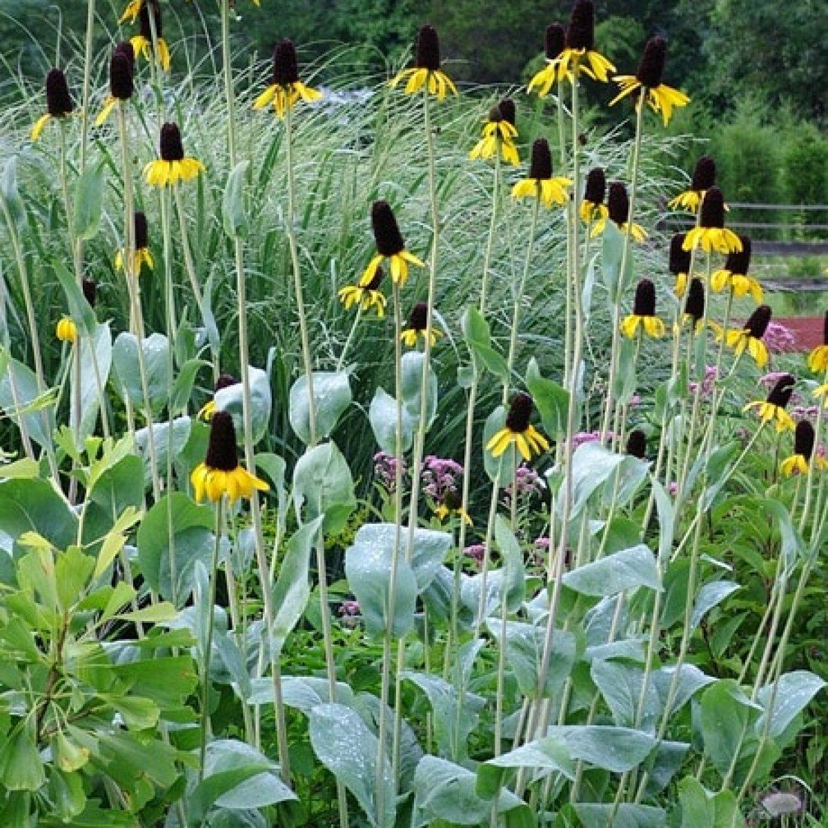 G827 Rudbeckia Maxima - View 5 from www redcrocus com