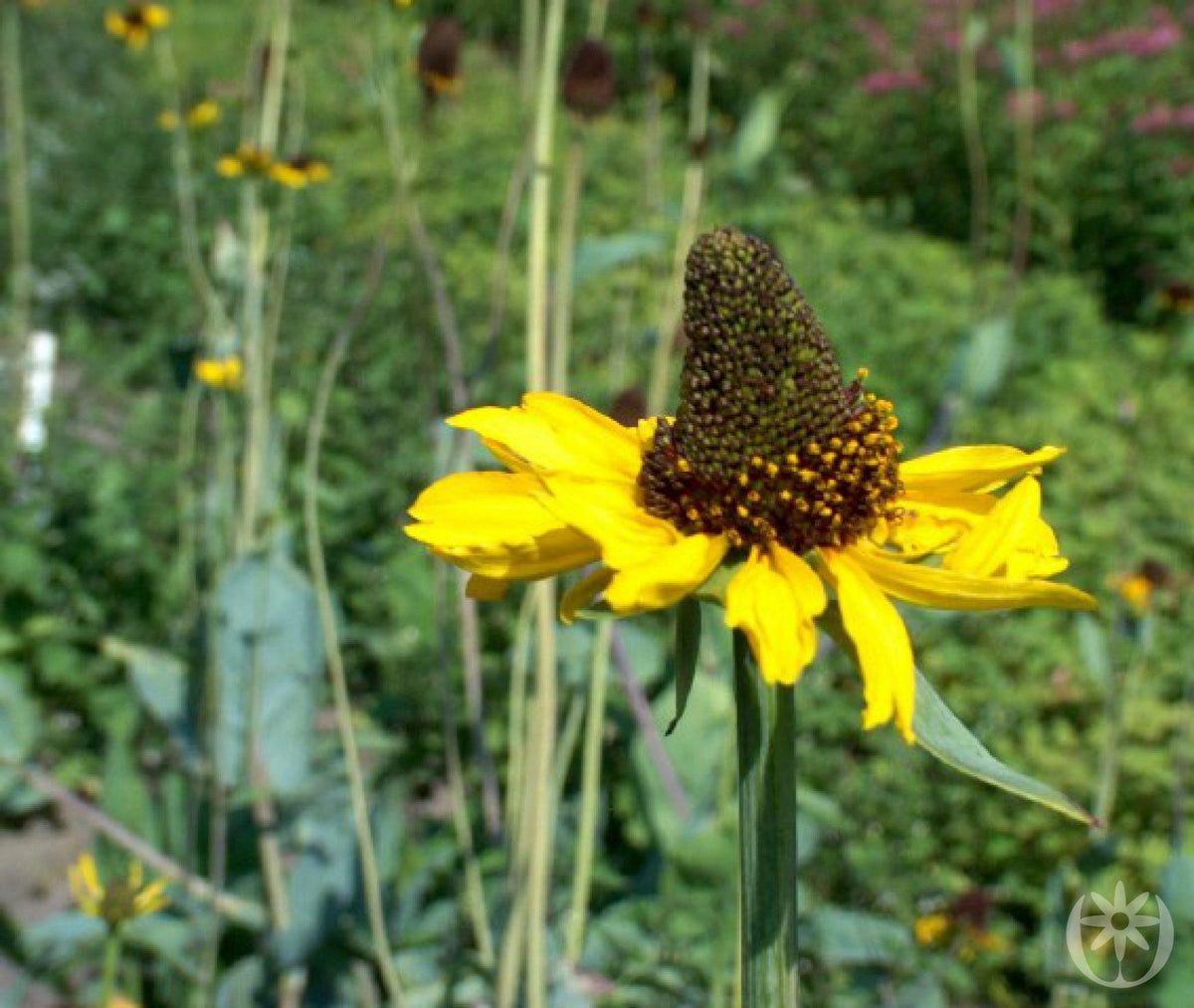 G827 Rudbeckia Maxima - View 6 from www redcrocus com