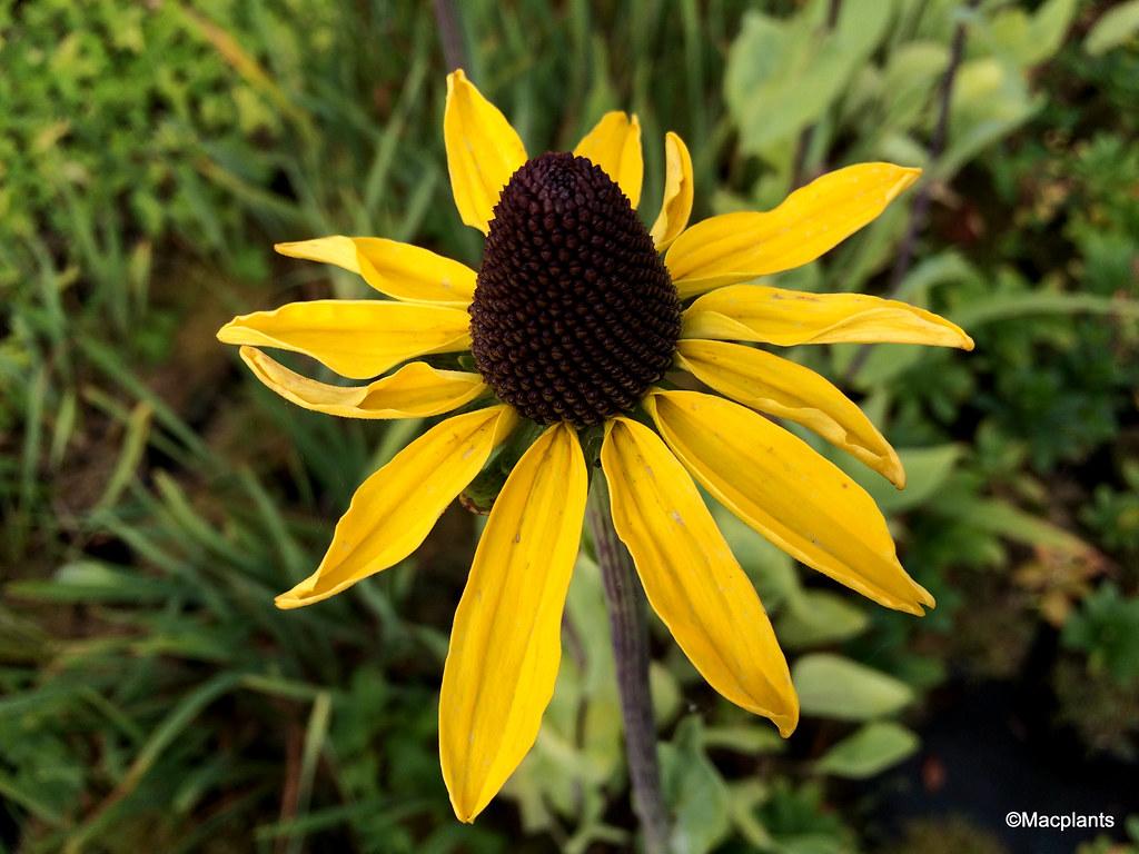 G827 Rudbeckia Maxima 8 86d2a35f 3125 41ad 9527 297c119b341b from www redcrocus com