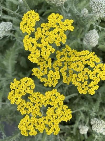 G874 Achillea Millefolium X Moonshine - View 10 from www redcrocus com
