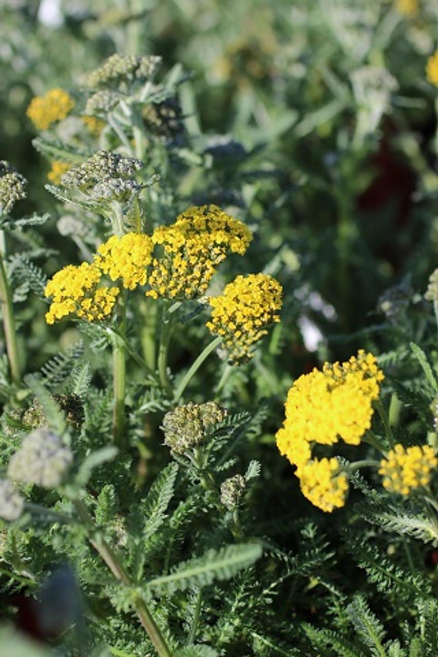 G874 Achillea Millefolium X Moonshine - View 11 from www redcrocus com