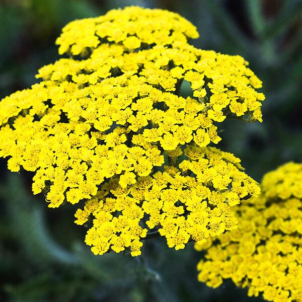 G874 Achillea Millefolium X Moonshine - View 12 from www redcrocus com