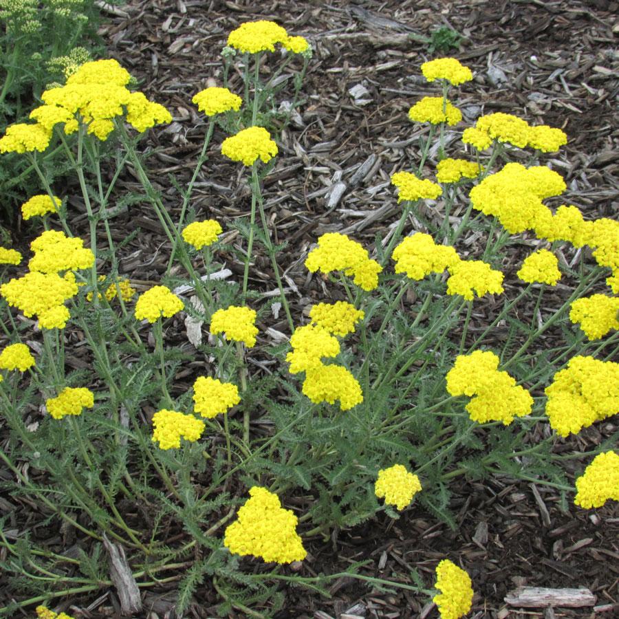G874 Achillea Millefolium X Moonshine - View 13 from www redcrocus com